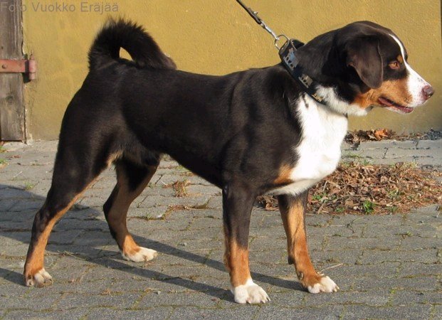 2004 Klemens by Vuokko